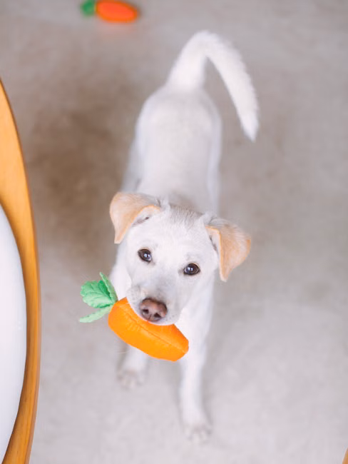 Ração para Cães Sênior (10kg)